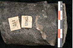 Foto (Detailansicht) von Calamites communis Ettingshausen (NHMW-GEO-2024-0188-10965)